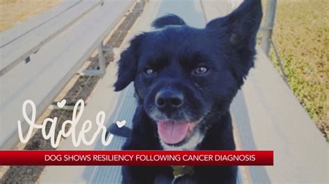 Organization helps raise funds to pay medical bills for pets with cancer